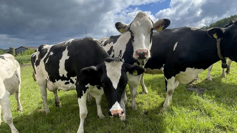 Schwarzbunte Kühe stehen auf einer Weide und schauen in die Kamera